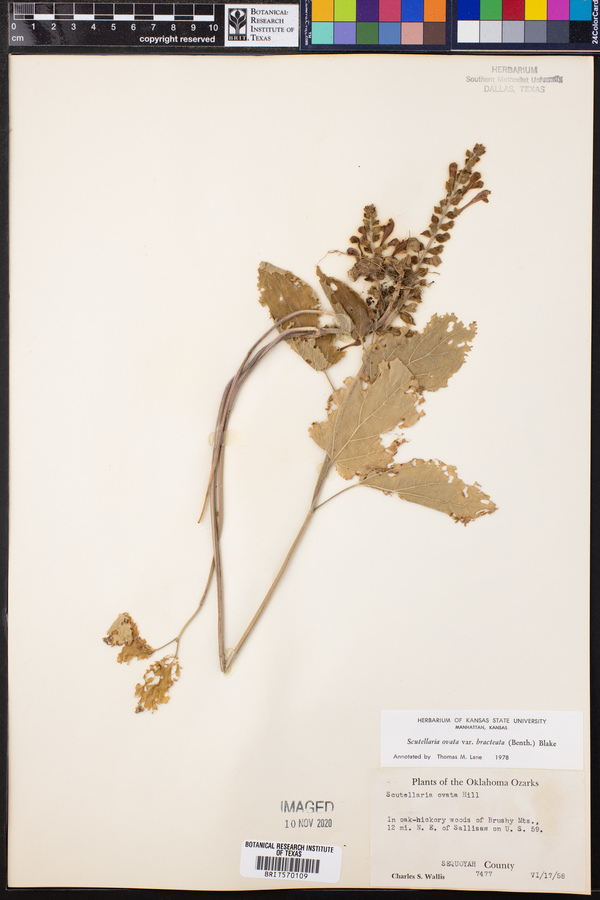 Scutellaria ovata var. bracteata image