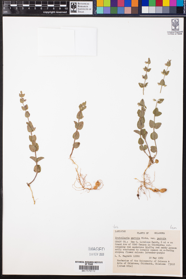 Scutellaria parvula var. parvula image