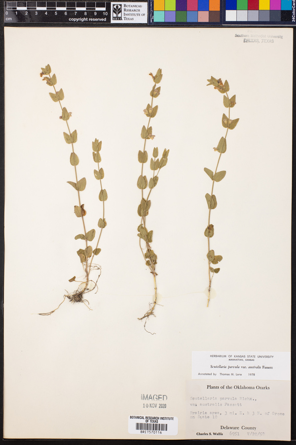 Scutellaria parvula image