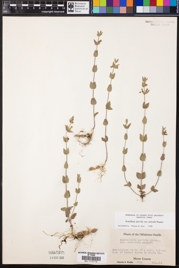 Scutellaria parvula image