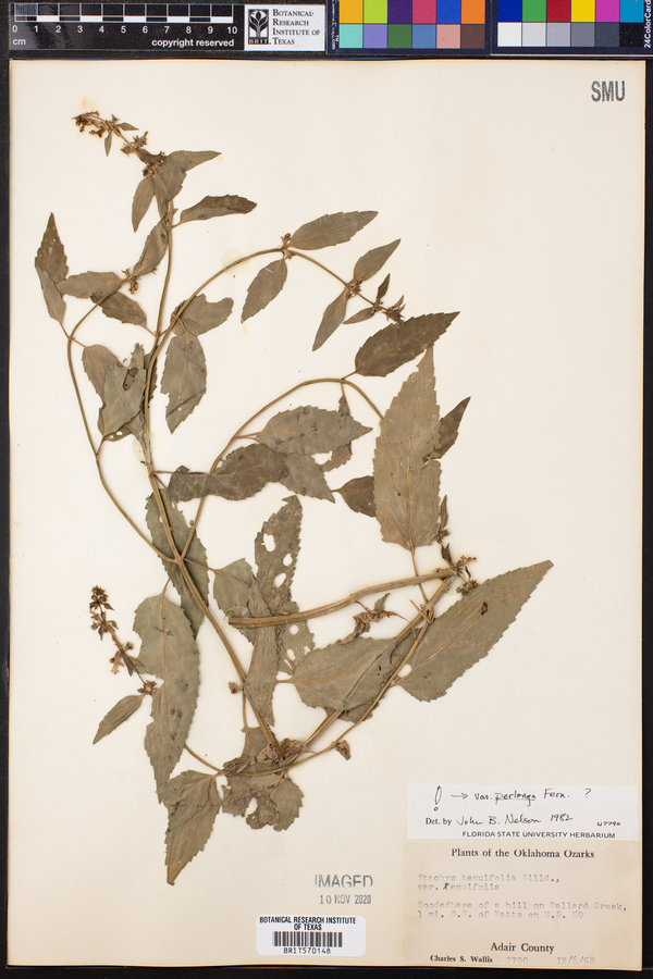 Stachys tenuifolia var. perlonga image