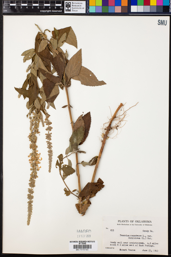 Teucrium canadense var. canadense image