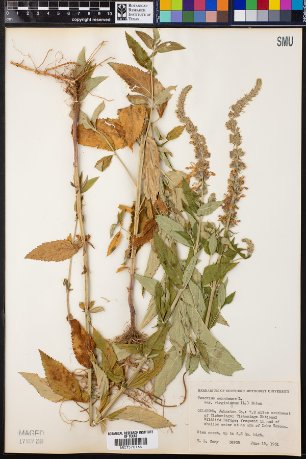 Teucrium canadense var. canadense image