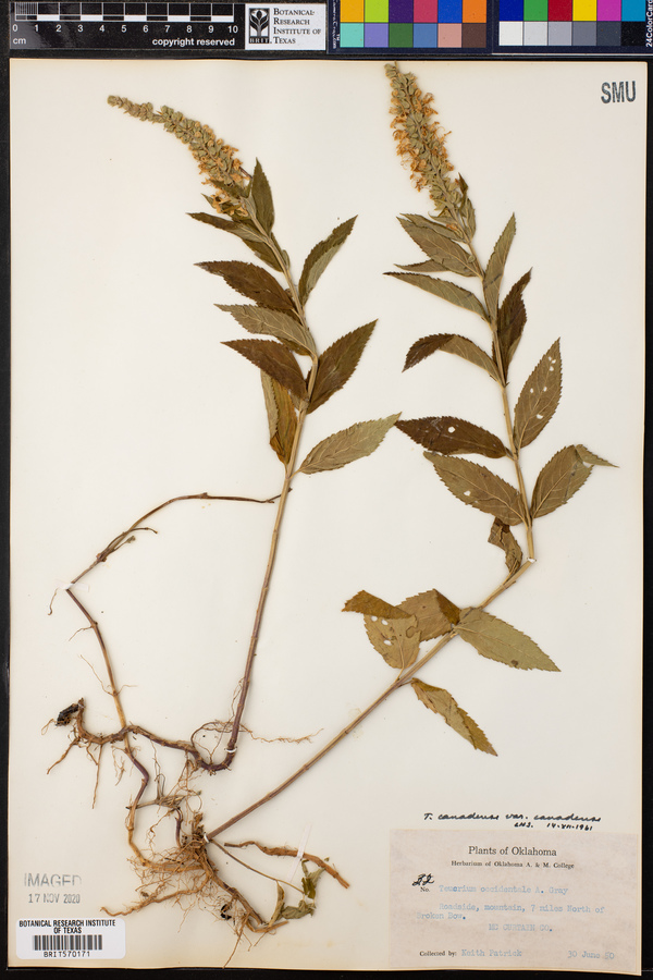 Teucrium canadense var. canadense image