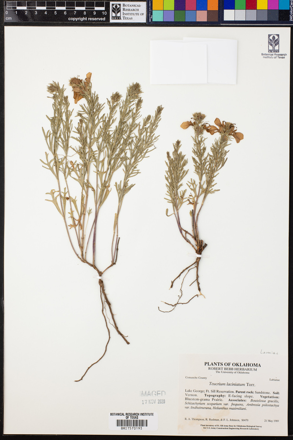 Teucrium laciniatum image