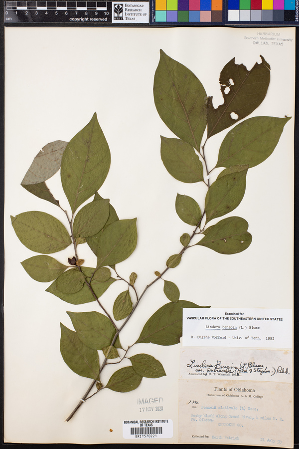 Lindera benzoin image