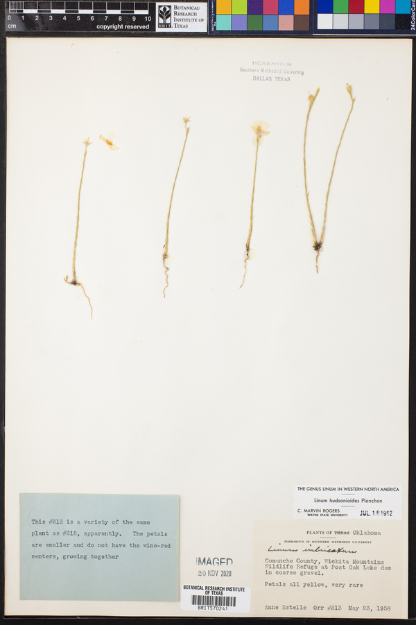 Linum hudsonioides image