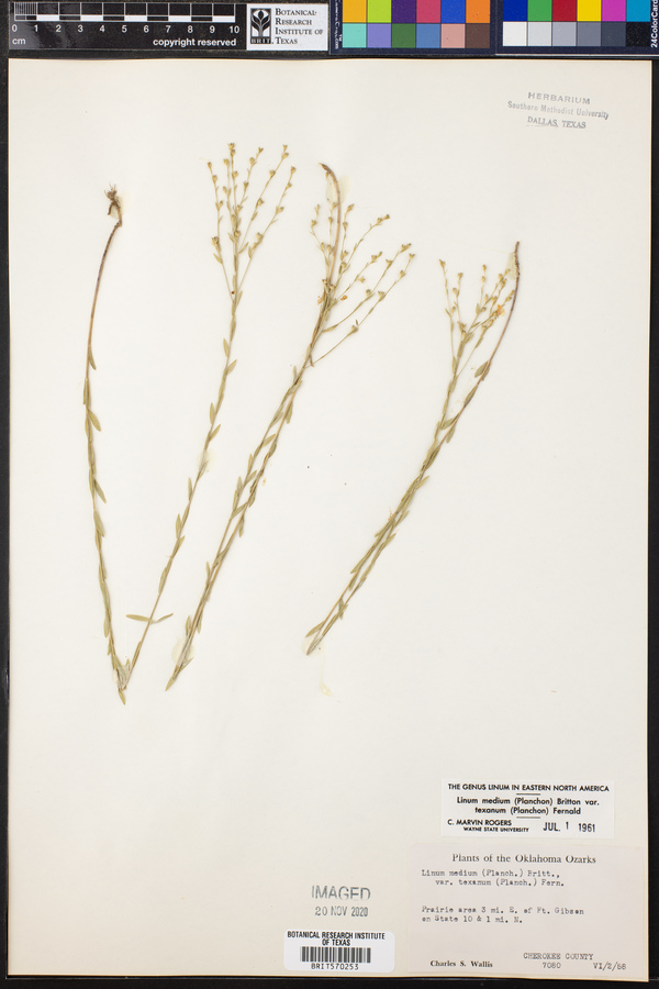 Linum medium image