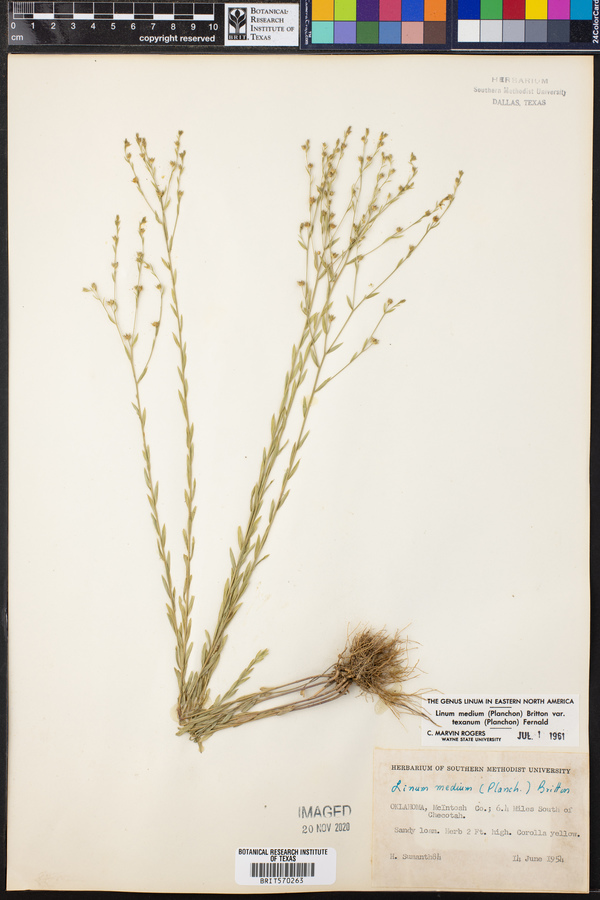 Linum medium var. texanum image