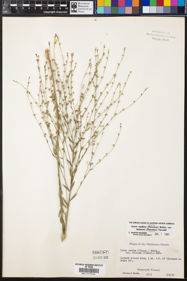 Linum medium image