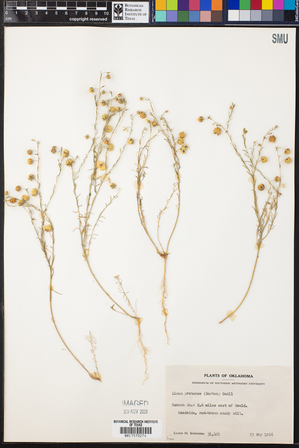 Linum pratense image