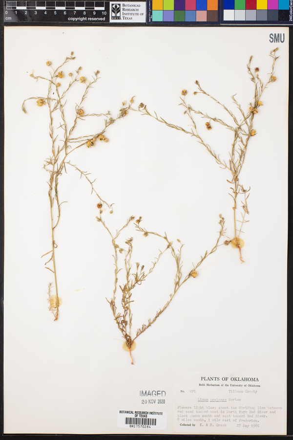 Linum pratense image