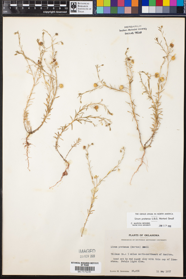 Linum pratense image