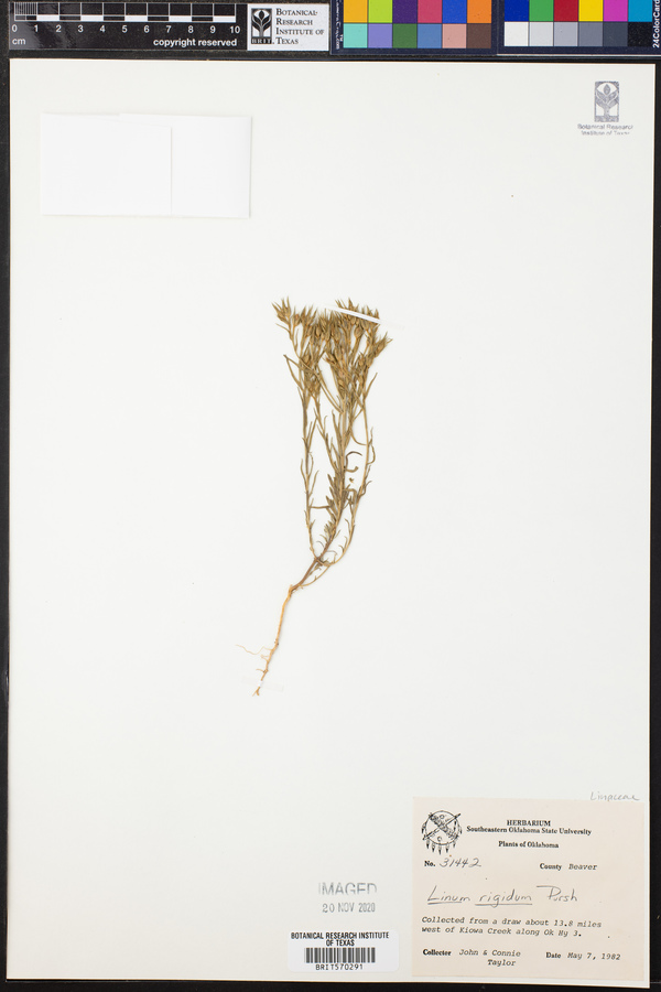 Linum rigidum image