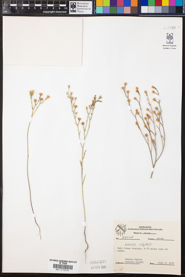 Linum rigidum image