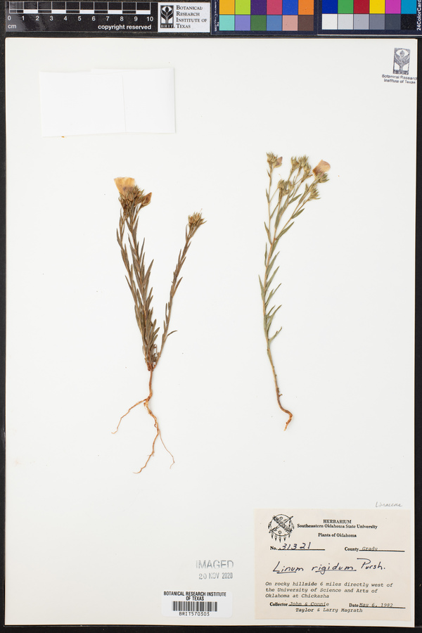 Linum rigidum image