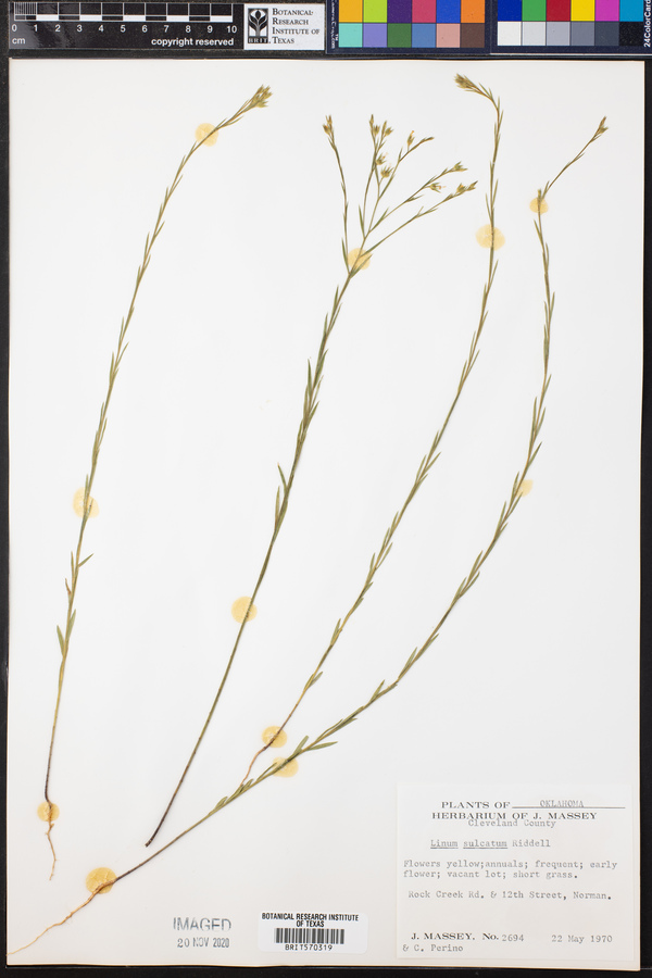 Linum sulcatum image