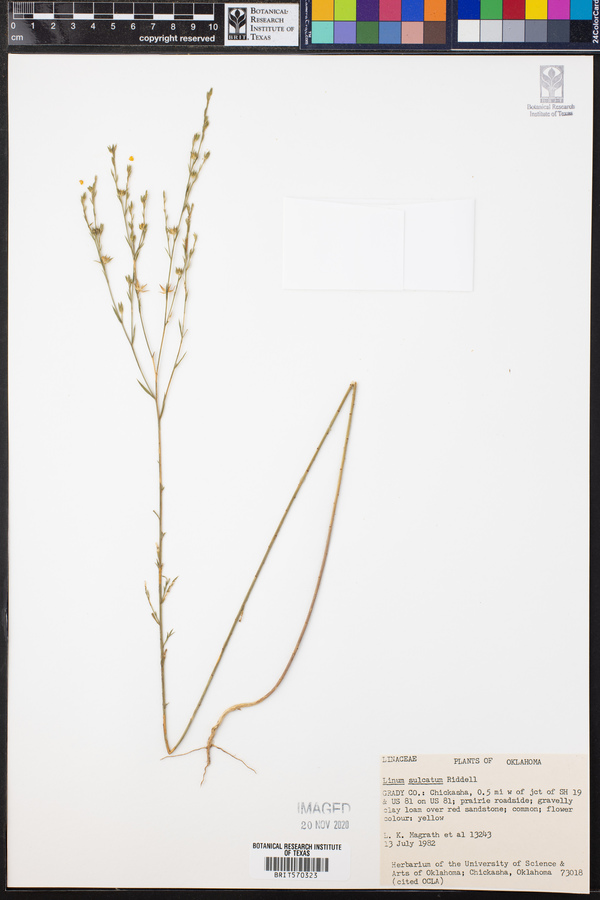 Linum sulcatum image