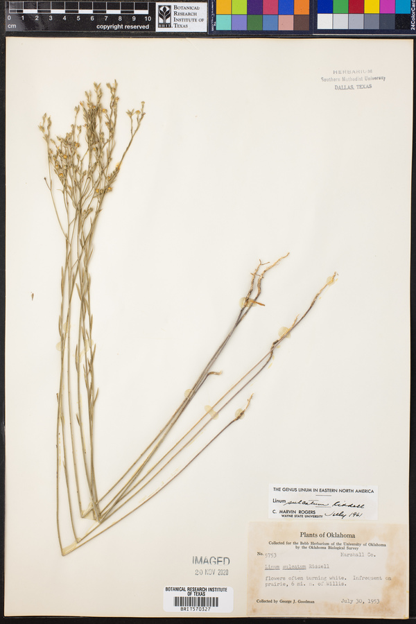 Linum sulcatum image