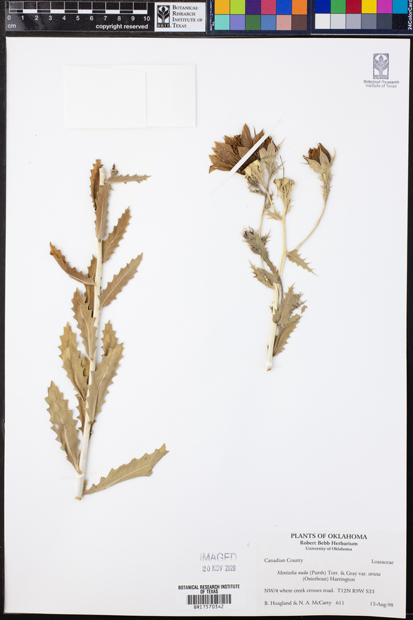 Mentzelia nuda var. stricta image