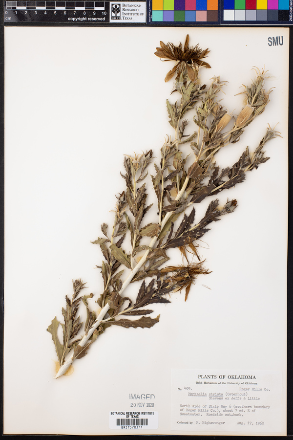Mentzelia nuda var. stricta image