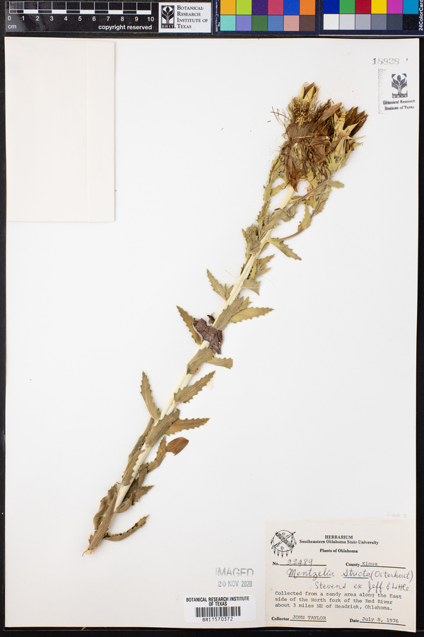 Mentzelia nuda var. stricta image