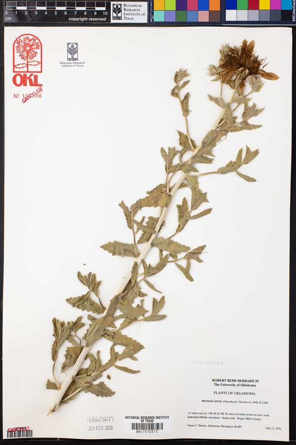 Mentzelia nuda var. stricta image