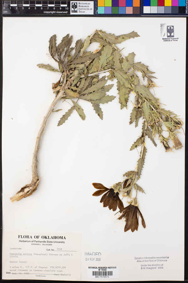 Mentzelia nuda var. stricta image