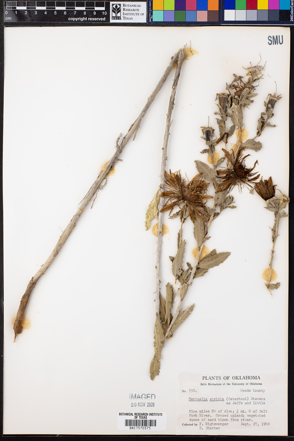 Mentzelia nuda var. stricta image