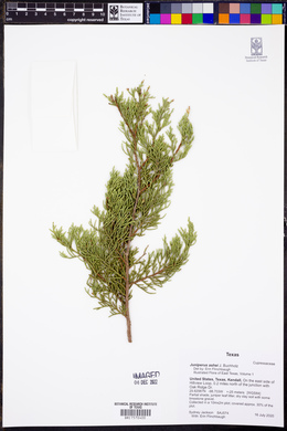 Juniperus ashei image