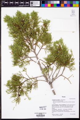 Juniperus ashei image