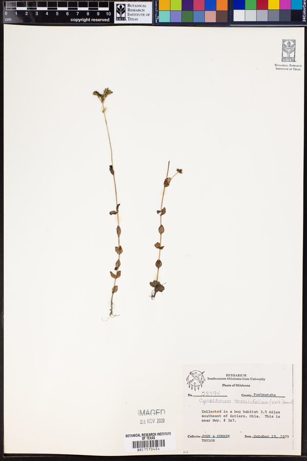 Mitreola sessilifolia image