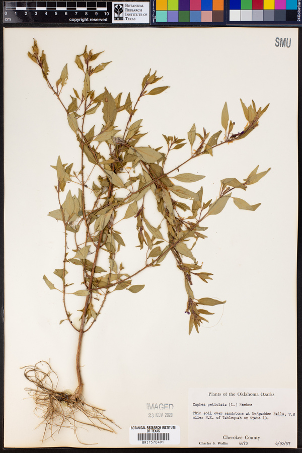 Cuphea viscosissima image