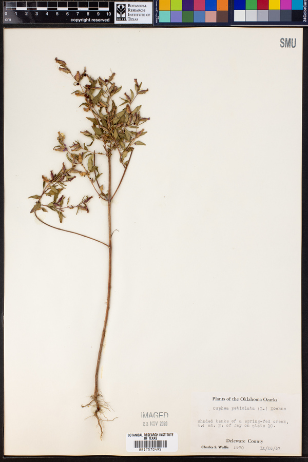 Cuphea viscosissima image