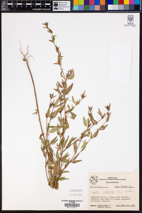 Cuphea viscosissima image