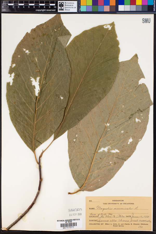 Magnolia acuminata image