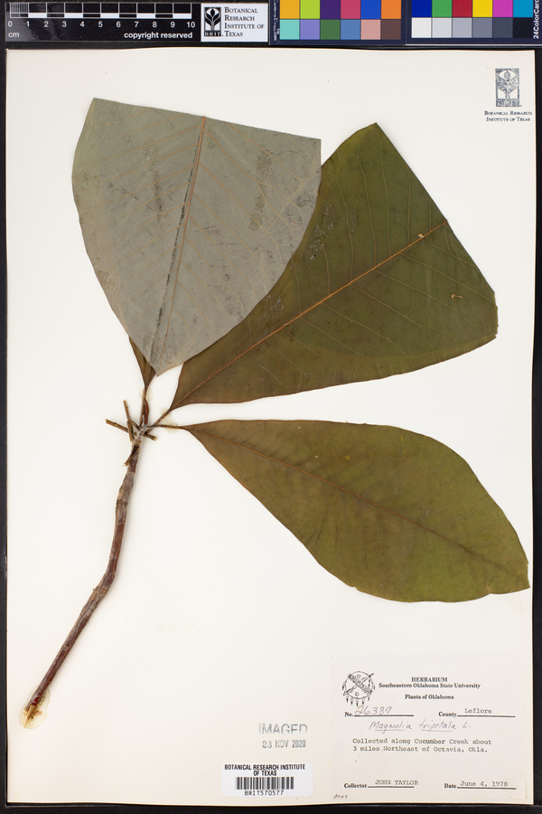 Magnolia tripetala image