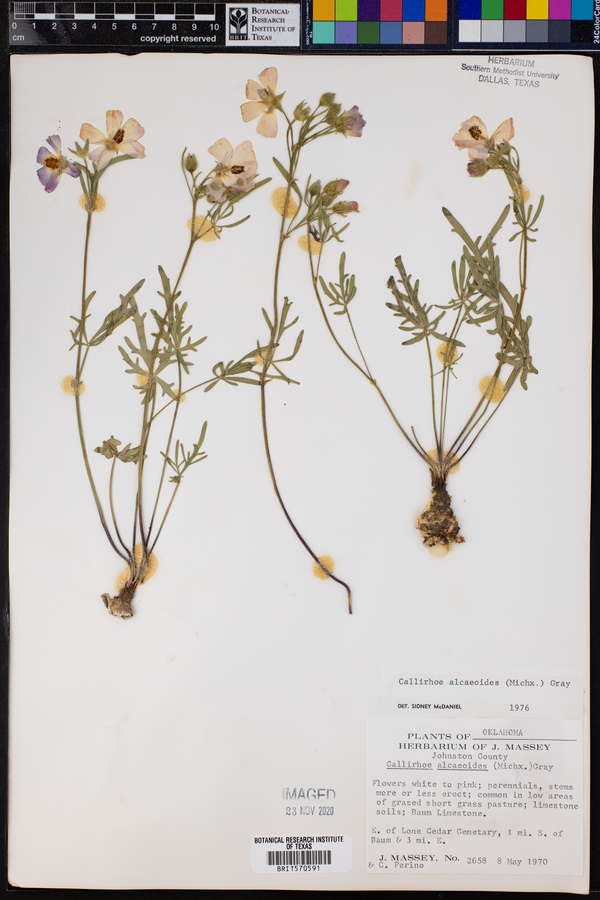 Callirhoe alcaeoides image