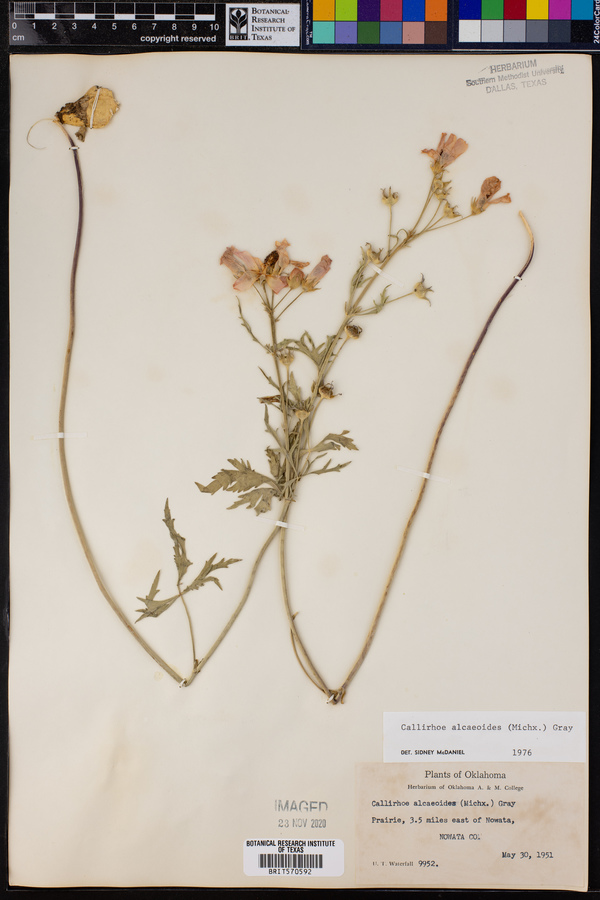 Callirhoe alcaeoides image