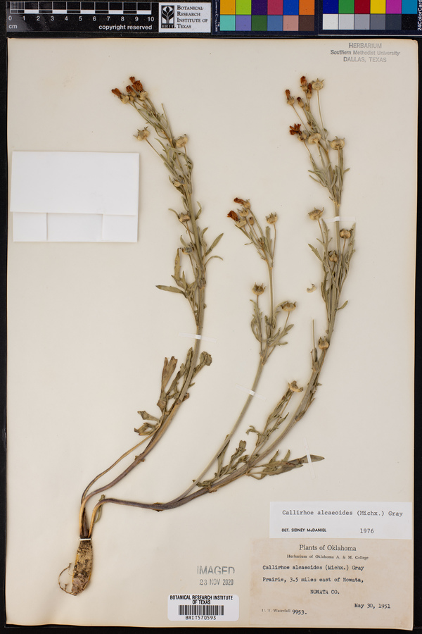 Callirhoe alcaeoides image