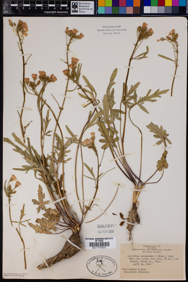 Callirhoe alcaeoides image