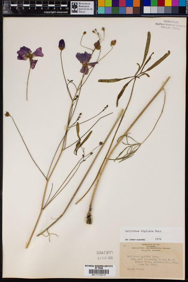 Callirhoe digitata image