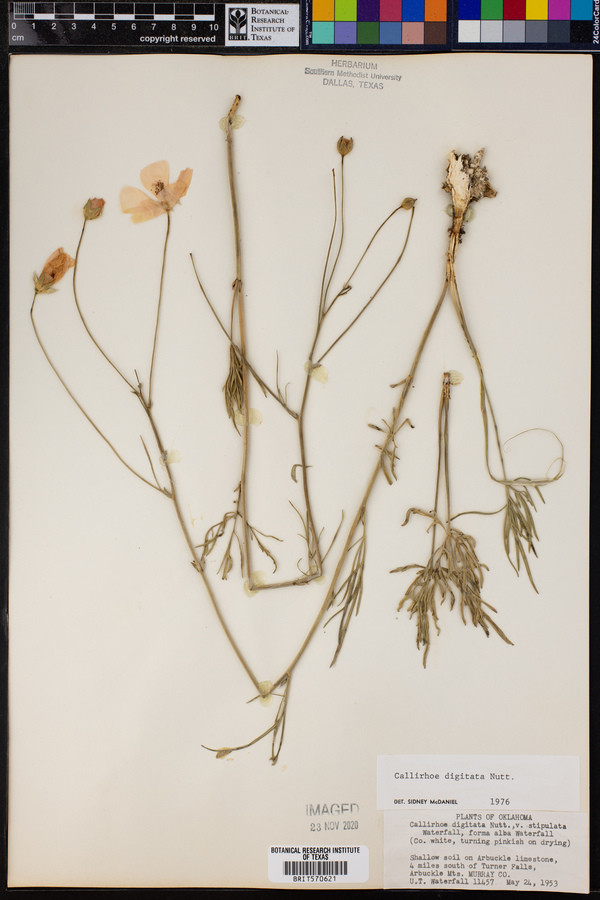 Callirhoe digitata image