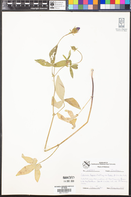 Callirhoe papaver var. bushii image