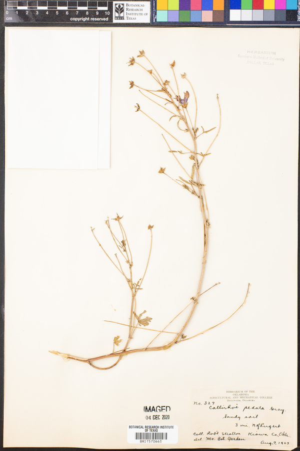 Callirhoe pedata image