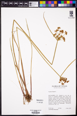 Cyperus haspan image