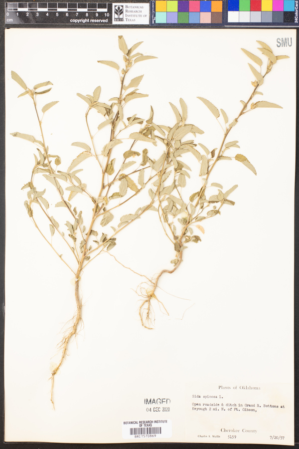 Sida spinosa image