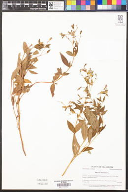 Rhexia mariana image