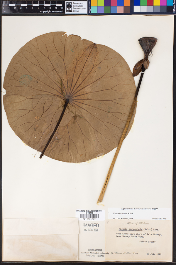 Nelumbonaceae image