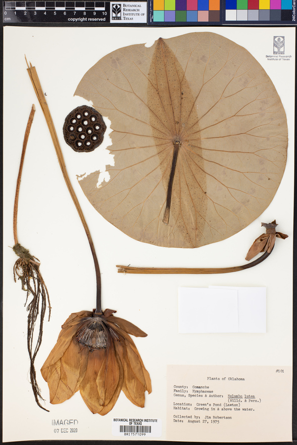 Nelumbo image